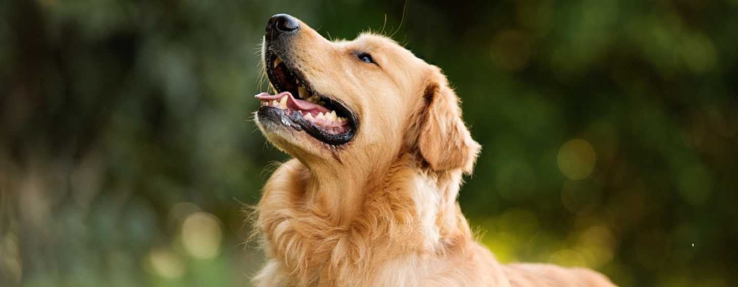 Top ten best sale dogs for families